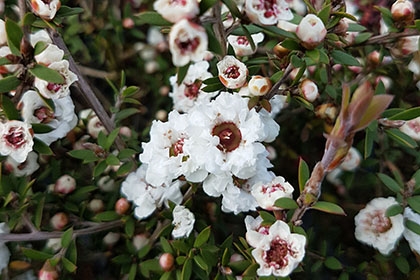 Impatiens